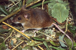 Лісова миша: опис та спосіб життя невеликого гризуна Лісова миша: опис та спосіб життя невеликого гризуна